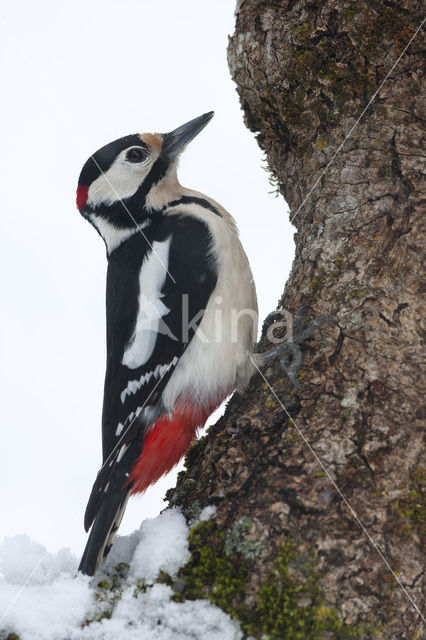 Grote Bonte Specht (Dendrocopos major)