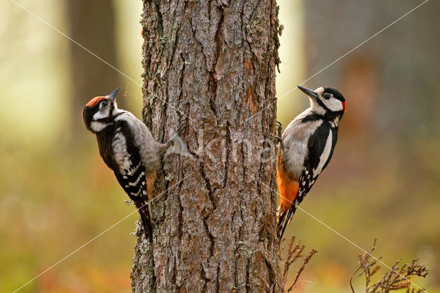 Grote Bonte Specht (Dendrocopos major)