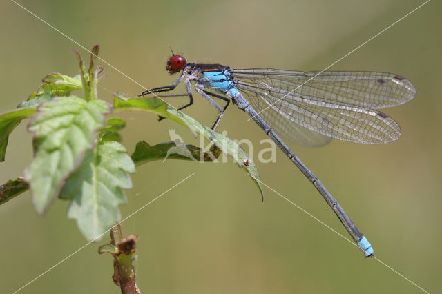 Red-eyed Damselfly (Erythromma najas)