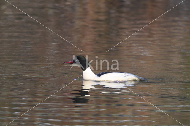 Goosander (Mergus merganser)