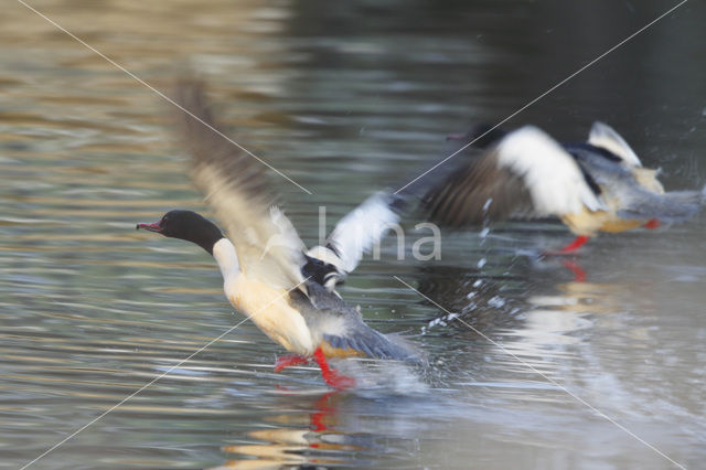 Grote Zaagbek (Mergus merganser)