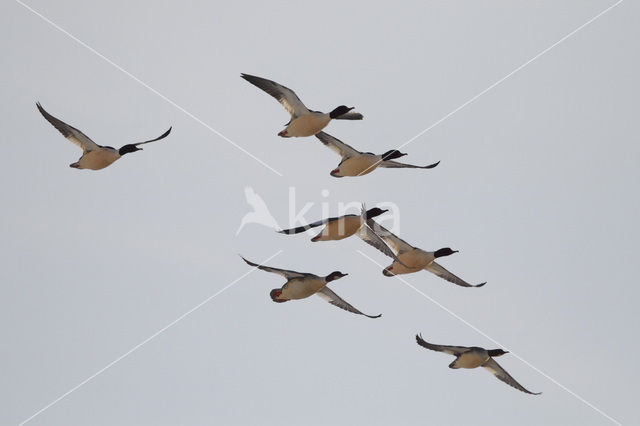 Goosander (Mergus merganser)