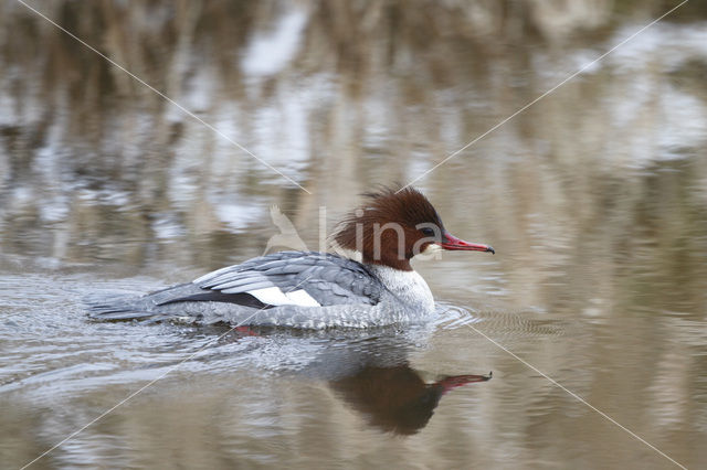 Goosander (Mergus merganser)