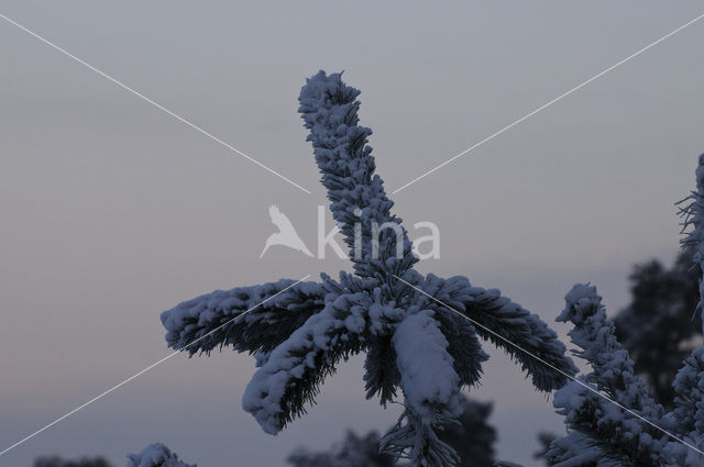 Scots Pine (Pinus sylvestris)