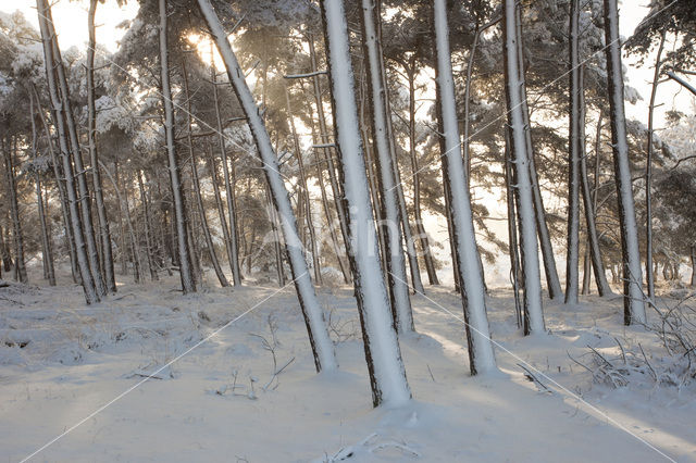 Scots Pine (Pinus sylvestris)