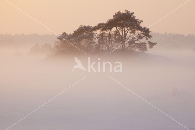 Scots Pine (Pinus sylvestris)