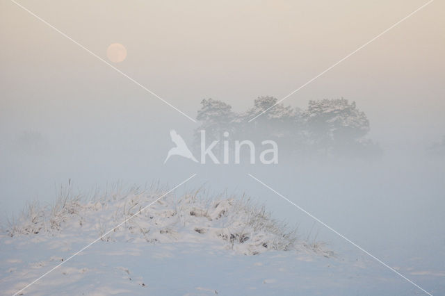 Scots Pine (Pinus sylvestris)