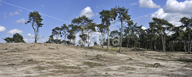 Grove den (Pinus sylvestris)