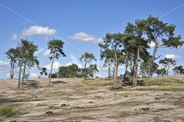 Scots Pine (Pinus sylvestris)