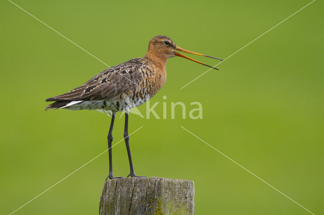 Black-tailed Godwit (Limosa limosa)