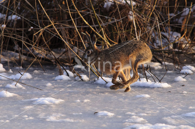 Haas (Lepus europaeus)