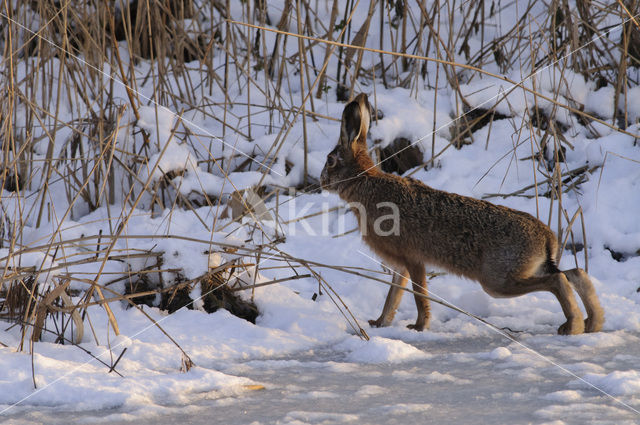 Brown Hare (Lepus europaeus)