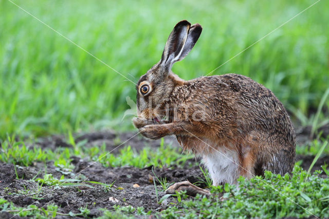 Haas (Lepus europaeus)