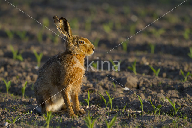 Haas (Lepus europaeus)