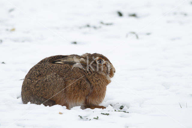 Haas (Lepus europaeus)