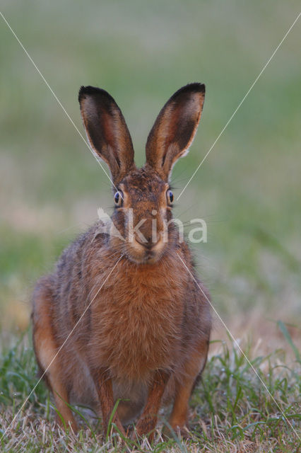 Brown Hare (Lepus europaeus)