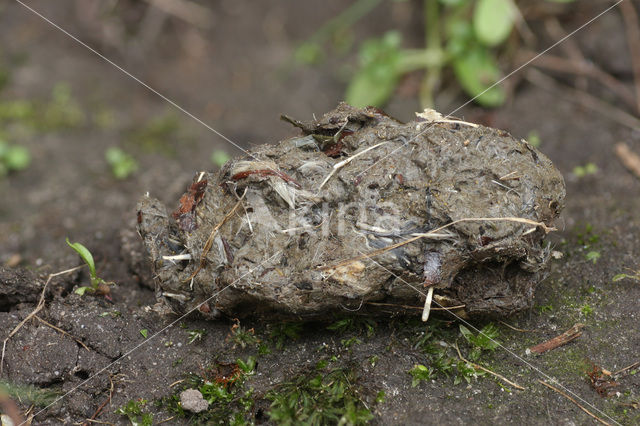 Havik (Accipiter gentilis)