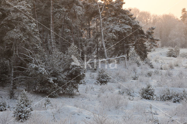 Hoog Buurlose Heide