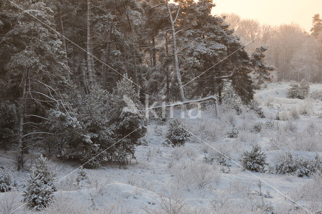 Hoog Buurlose Heide