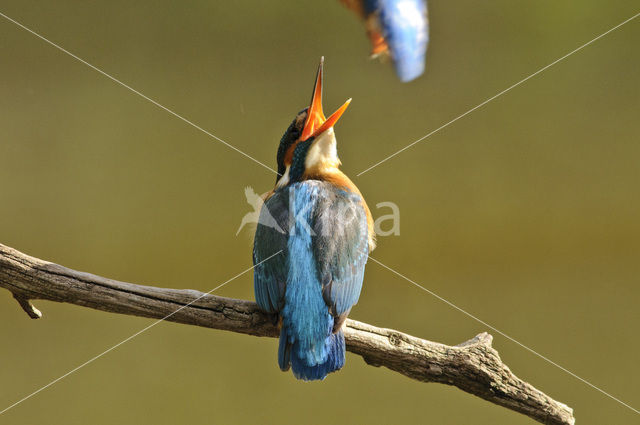 Kingfisher (Alcedo atthis)