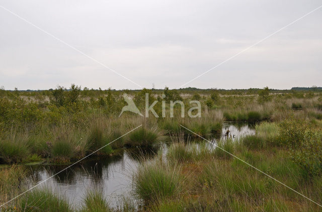 Internationaler Naturpark Bourtanger Moor-Bargerveen