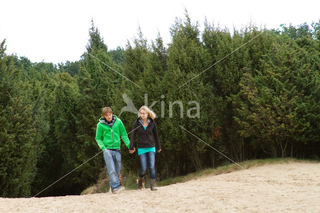 common juniper (Juniperus communis)