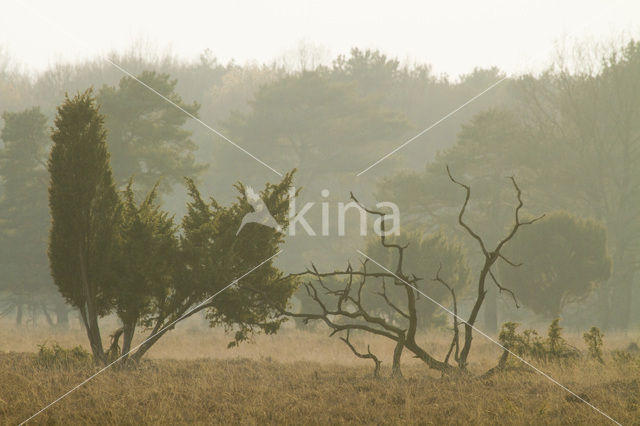 Jeneverbes (Juniperus communis)