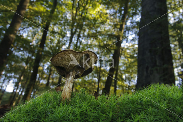 Bay Bolete (Boletus badius)