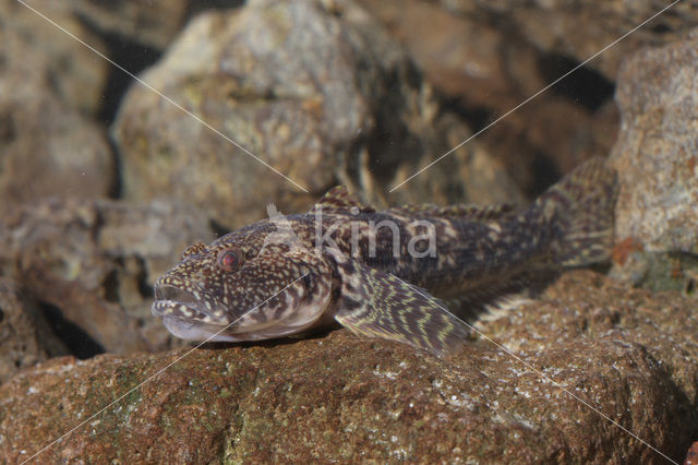 Kessler’s Grondel (Neogobius kessleri)