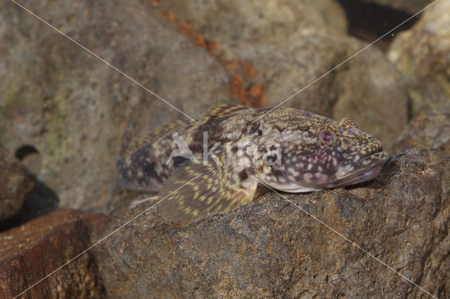 Kessler’s Grondel (Neogobius kessleri)