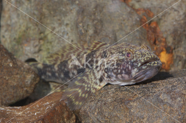 Kessler’s Grondel (Neogobius kessleri)