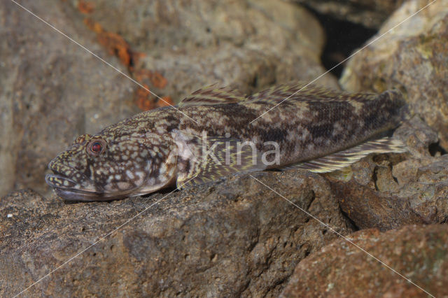 Kessler’s Grondel (Neogobius kessleri)