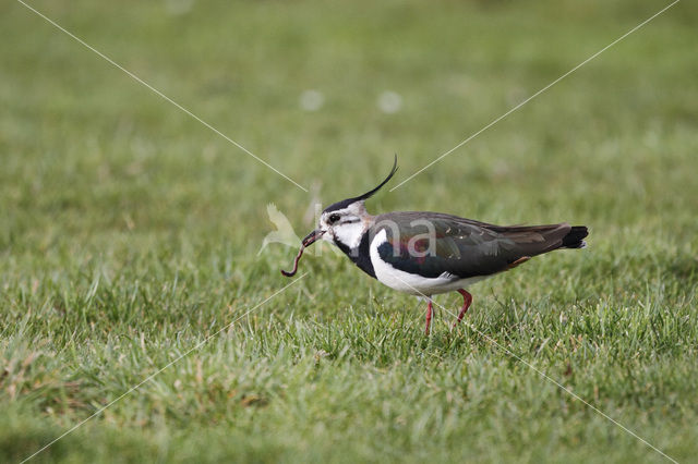 Lapwing (Vanellus vanellus)