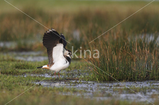 Kievit (Vanellus vanellus)