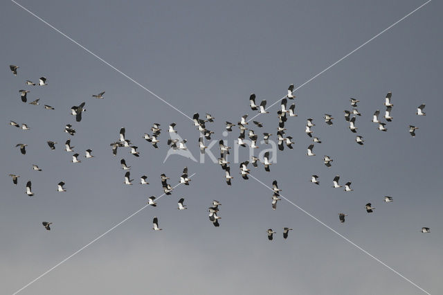 Lapwing (Vanellus vanellus)