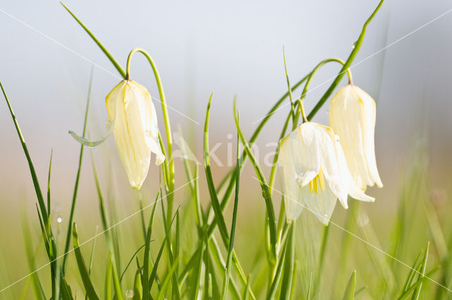 Fritillary (Fritillaria spec)