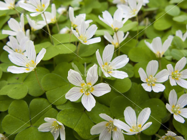 Klaverzuring (Oxalis spec.)