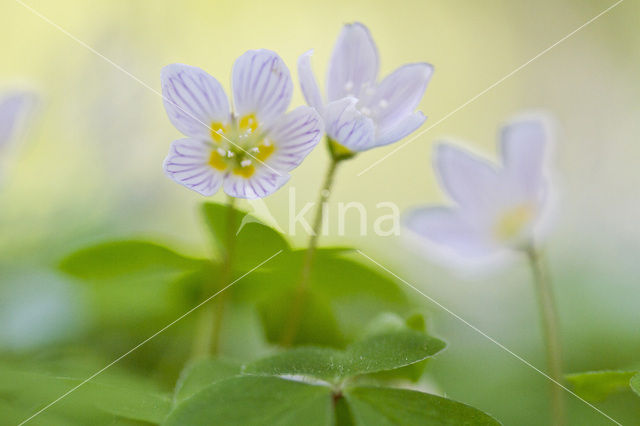 Klaverzuring (Oxalis spec.)