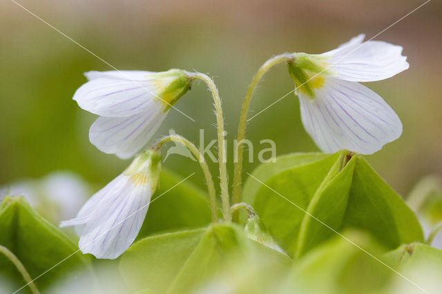 Klaverzuring (Oxalis spec.)