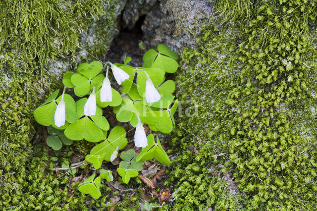 buttercup (Oxalis spec.)