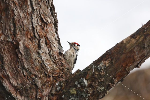 Lesser Spotted Woodpecker (Dendrocopos minor)