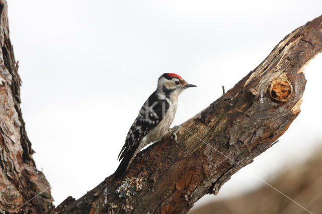 Lesser Spotted Woodpecker (Dendrocopos minor)