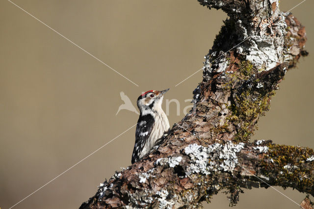 Kleine Bonte Specht (Dendrocopos minor)