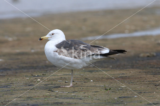 Lesser Black-backed Gull (Larus fuscus)