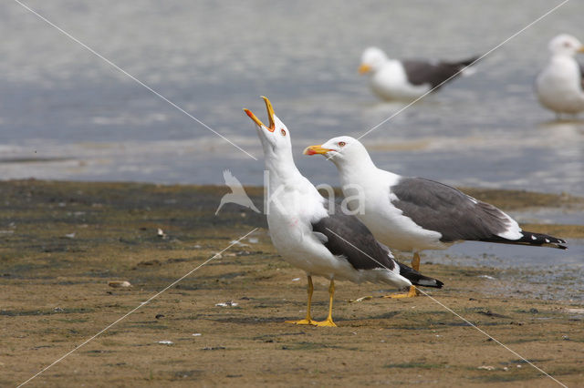 Lesser Black-backed Gull (Larus fuscus)