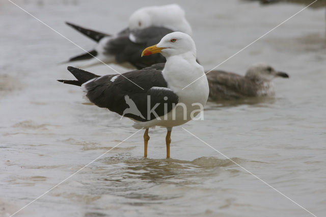 Kleine Mantelmeeuw (Larus fuscus)