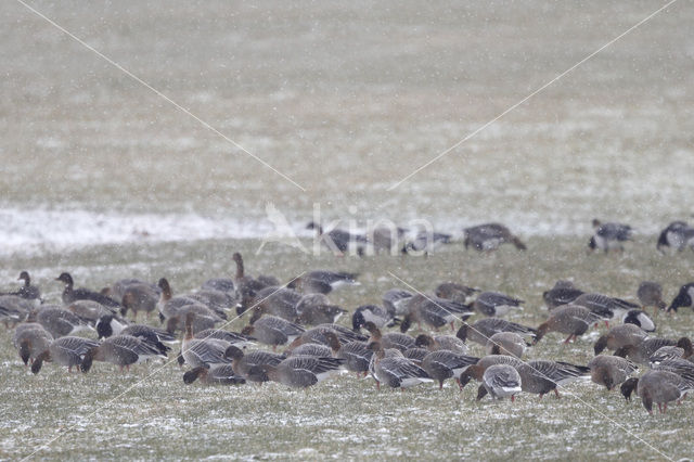 Pink-footed Goose (Anser brachyrhynchus)