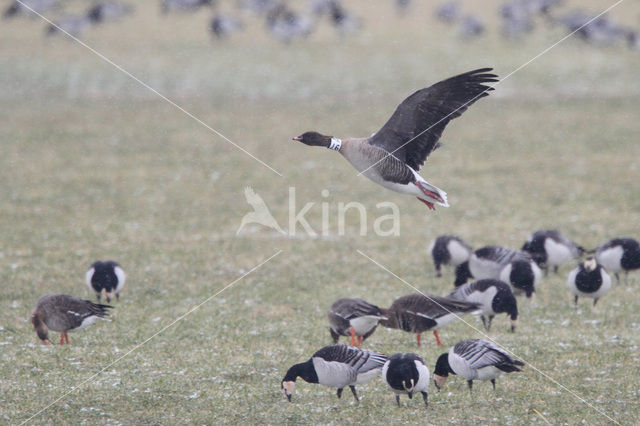 Pink-footed Goose (Anser brachyrhynchus)