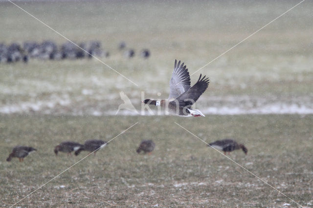 Pink-footed Goose (Anser brachyrhynchus)
