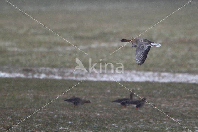 Pink-footed Goose (Anser brachyrhynchus)